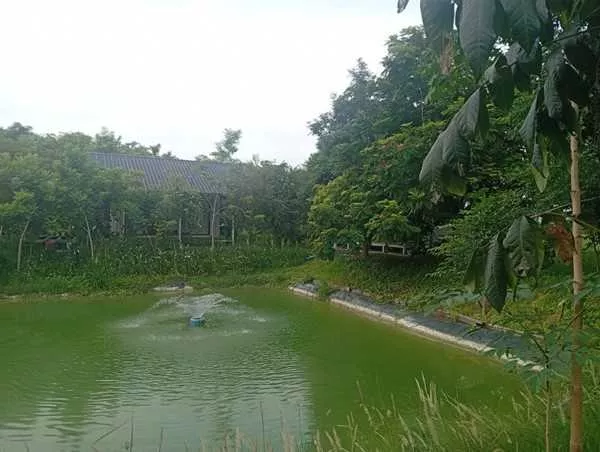 ขายด่วน! ที่ดินสวนเกษตรผสมผสานสไตล์รีสอร์ท อ.พัฒนานิคม จ.ลพบุรี พร้อมบ้านและสิ่งปลูกสร้างครบครัน โทร 063-3832910 (รูปที่ 3)