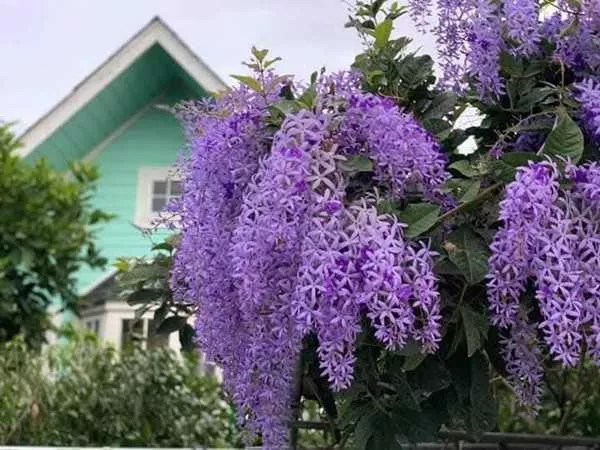 ขายบ้านสวน ไทรน้อย นนทบุรี 2.35 ลบ (ลดจาก 2.65 ลบ) พร้อมไม้ดอกผลไม้ มีวิวทุ่งนา ใกล้วัดมะสง ไม่ไกลจากกรุงเทพฯ โทร 085-2619111 (รูปที่ 3)