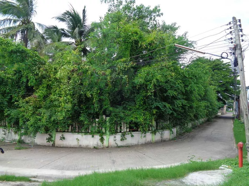🚩 ขายที่ดิน 4 – 1 – 68 ไร่ ติดถนนท่ามะนาว ใกล้ที่ว่าการอำเภอชัยบาดาล ลพบุรี (รูปที่ 44)