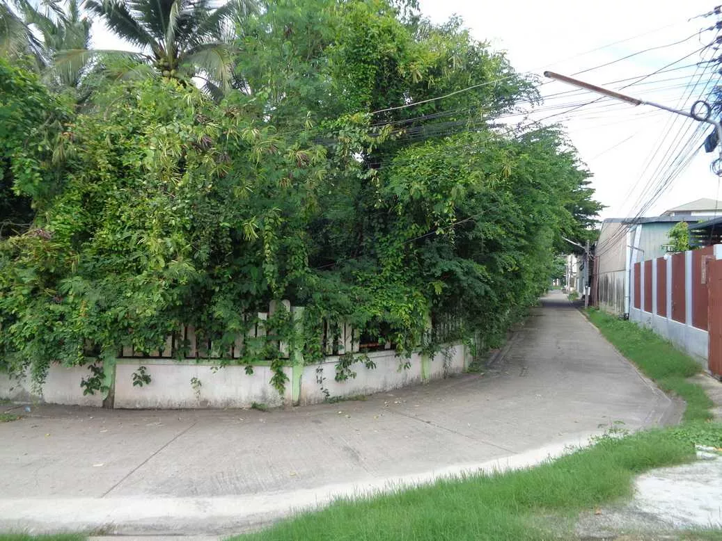🚩 ขายที่ดิน 4 – 1 – 68 ไร่ ติดถนนท่ามะนาว ใกล้ที่ว่าการอำเภอชัยบาดาล ลพบุรี (รูปที่ 59)