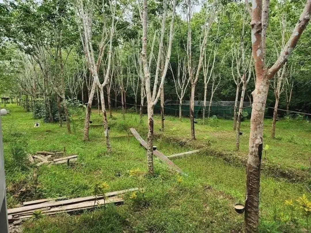 ขายที่ดินวิวสวย เชียงคาน จ.เลย (รูปที่ 6)