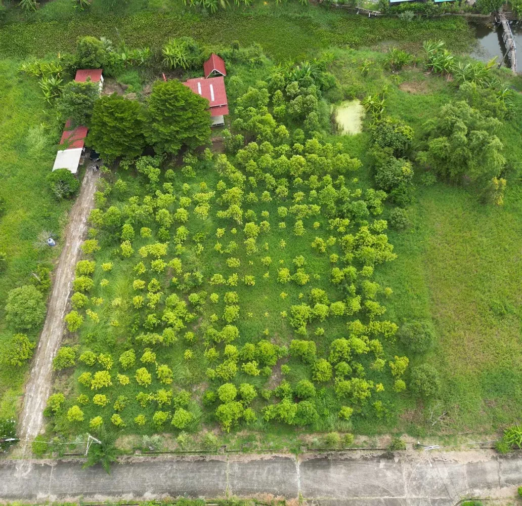 ขายที่ดินเปล่า หนองจอก 2 ไร่ 84 ตร.ว. ติดคลองธรรมชาติ ผังสีเขียว เงียบ ร่มรื่น (รูปที่ 3)