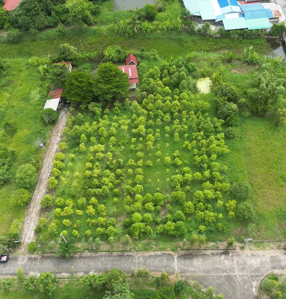 ขายที่ดินเปล่า หนองจอก 2 ไร่ 84 ตร.ว. ติดคลองธรรมชาติ ผังสีเขียว เงียบ ร่มรื่น (รูปที่ 4)