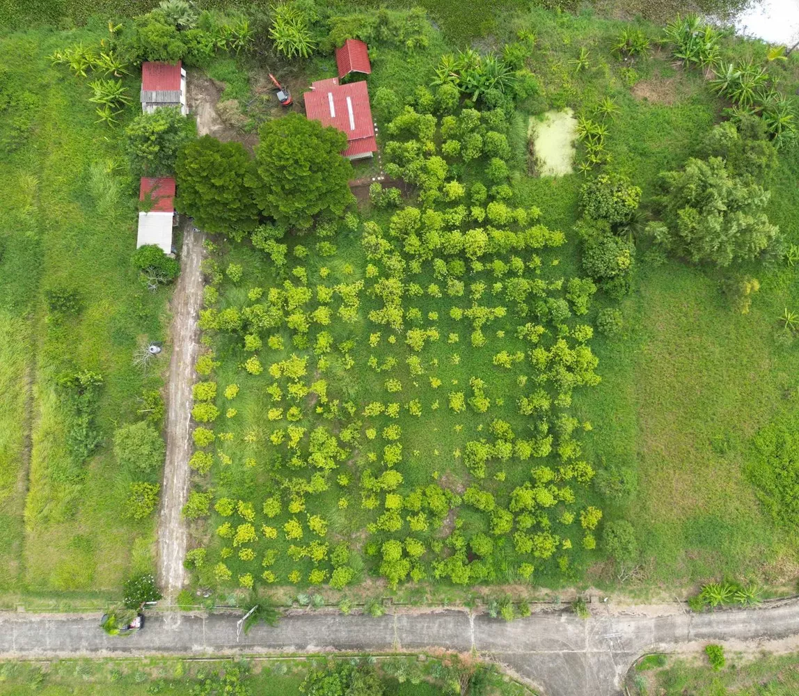 ขายที่ดินเปล่า หนองจอก 2 ไร่ 84 ตร.ว. ติดคลองธรรมชาติ ผังสีเขียว เงียบ ร่มรื่น (รูปที่ 5)