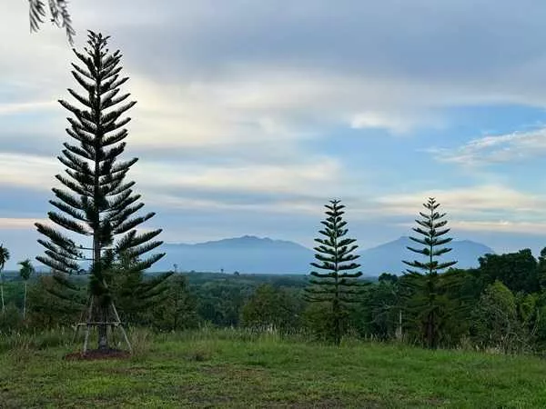 สวนทุเรียนขั้นบันได บ้านตากอากาศบนเขา พร้อมโฉนด! วิวหลักล้าน 11ไร่ อ.มะขาม จันทบุรี โทร 0830132000 (รูปที่ 7)