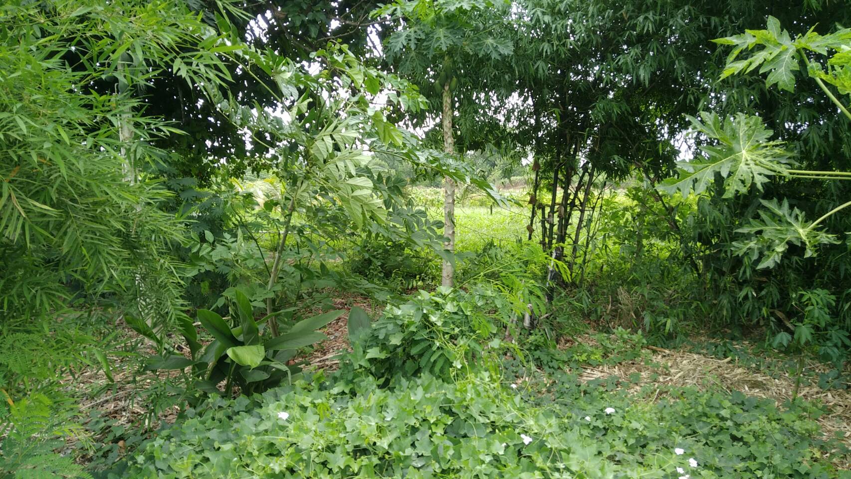 ขายด่วน! ที่ดินจังหวัดหนองคาย อ.ท่าบ่อ ใกล้แม่น้ำโขง ที่ดินโฉนด เนื้อที่ 1 ไร่ 86 ตารางวา (รูปที่ 9)