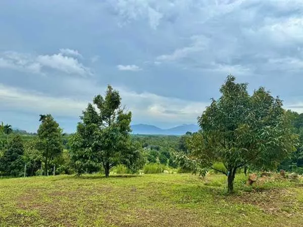 ขายสวนทุเรียน ขั้นบันได พร้อมบ้านตากอากาศ บนเขา พร้อมโฉนด! วิวหลักล้าน 11ไร่ อ.มะขาม จันทบุรี โทร 0830132000 (รูปที่ 10)