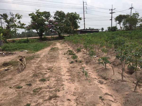 ขายที่ดินสีม่วง บ้านบึงชลบุรี 12 ไร่ 1 งาน 69 ตร.ว. ใกล้ ถ.เส้น 344 สวย สภาพแวดล้อมดี โทร 087-5437260 (รูปที่ 5)