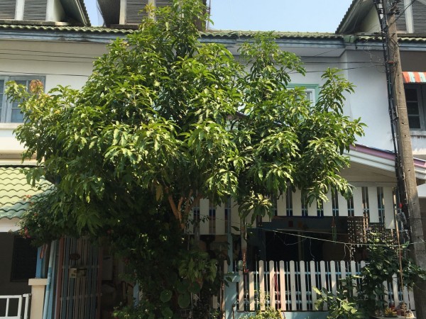 ทาวน์เฮ้าส์ หมู่บ้านนริศรา รังสิตคลอง11 ถูกสุดในทำเล