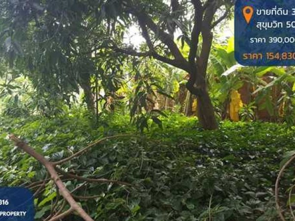 ขายที่ดิน 397 ตรว. ถมแล้ว สุขุมวิท 50 ซอยสวัสดี พื้นที่สีส้ม บรรยากาศดี เหมาะสร้างบ้านหรู ซื้อลงทุน โทร 0999568316
